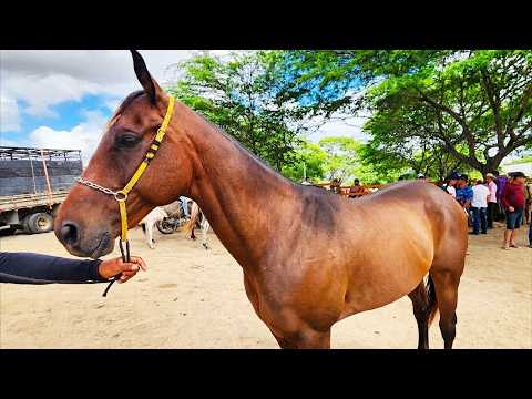 FEIRA DE CAVALOS EM ALTINHO-PE  24-10-2026  #nordeste