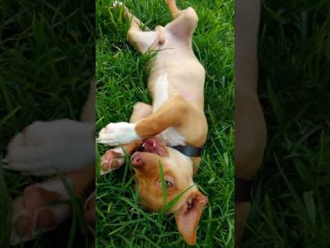 El perro más adorable del mundo