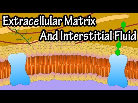 image-What is interstitial fluid?