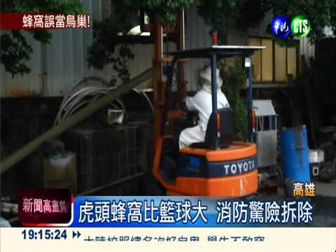 虎頭蜂窩比籃球大 消防驚險拆除