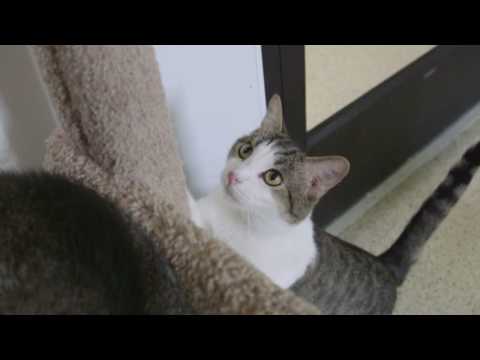 Animals are not immune to the impact of cooking meth