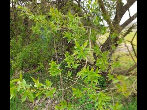 KAKO NAPRAVITI ČAJ OD VRBE, sa  primjerom ožiljavanja