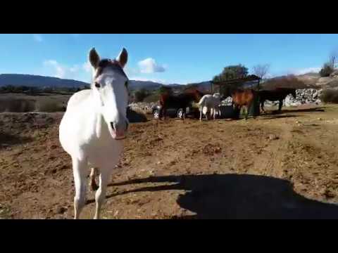 Descarga de camión y llenado de forrajeras