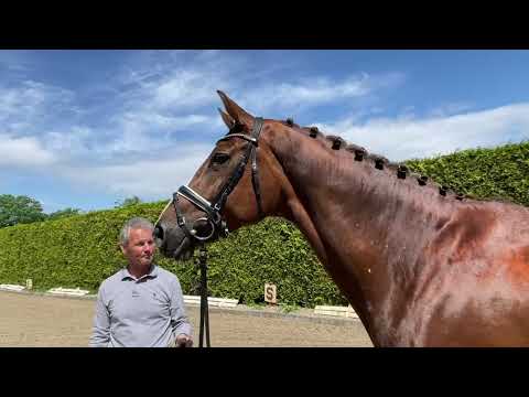 Quinada v  Quasar de Charry His Highness