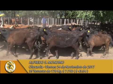 24-11-17 Venta de Machos - Alfredo S. Mondino - Olavarria.
