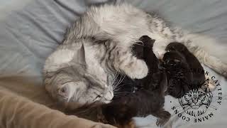 Maizie's kittens are 4 days old!