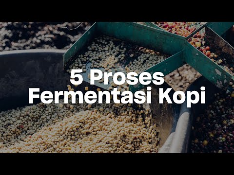 MARI MENGENAL 5 PROSES FERMENTASI KOPI DI DUNIA!