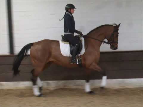 ZENDAYA 5j. v. Amitage - Zapateado (ohne Eisen) VB 12.000,- Euro