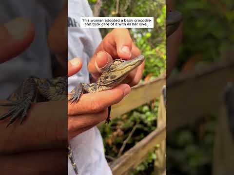 This woman adopted a baby crocodile and took care of it with all her love.