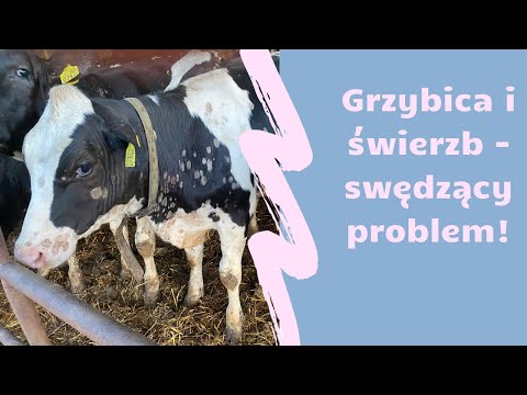 Ringworm and scabies - an itchy problem in the herd