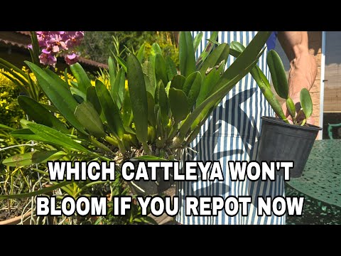 How to know when to repot a cattleya orchid