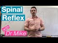 Spinal Reflex (Simple Reflex Arc)