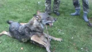 preview picture of video 'komuniga лов на вълци'