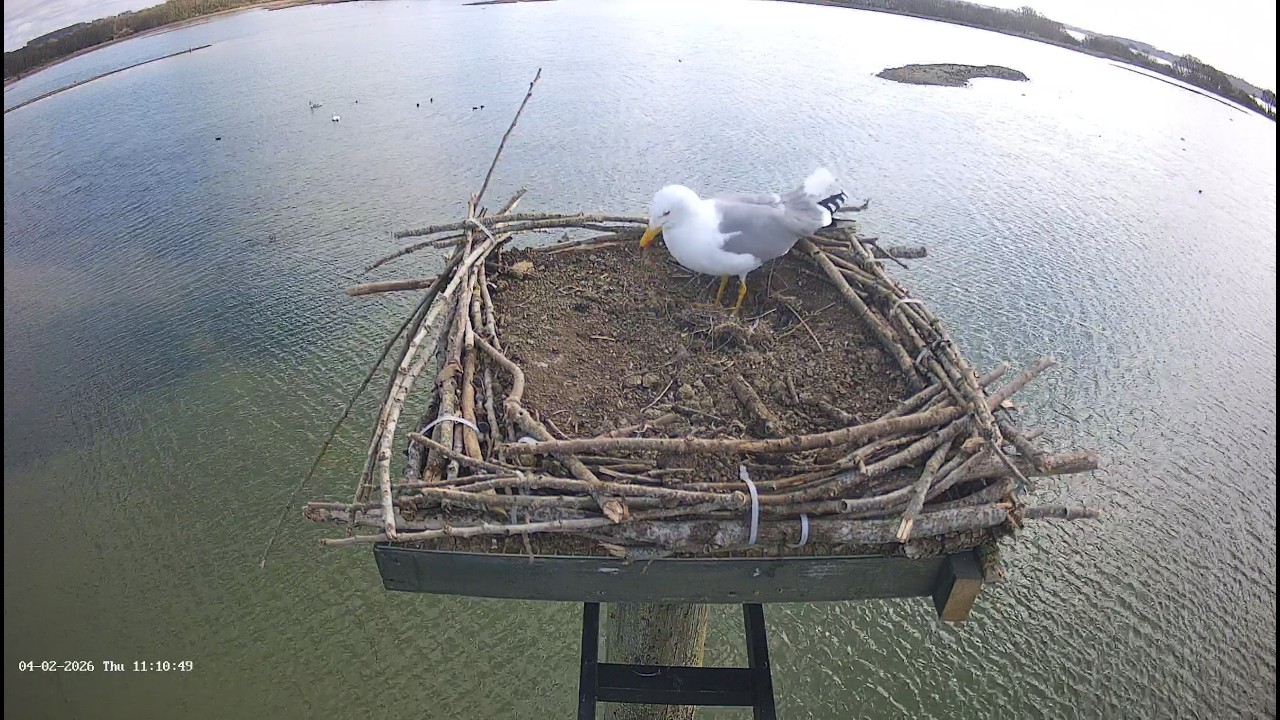Live webcam view of Nido de águila pescadora en Rutland Water