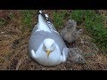 European Herring Gull Feeding Chicks Sand Eel Newlyn Cornwall May 2018