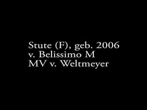 Stute, geb 2006, v Belissimo M x Weltmeyer