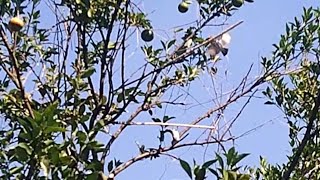 Download lagu cara pikat dan pasang polot bersama Arif Channel hasilnya tembus ke kandang mp3 Download lagu cara pikat dan pasang polot bersama Arif Channel hasilnya tembus ke kandang mp3