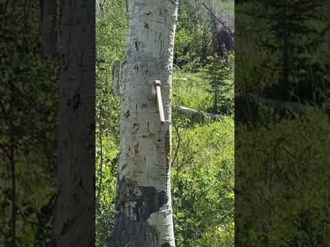 MTN MAN Toy Shop S7 Tomahawk - Heavy Tommy Throwing