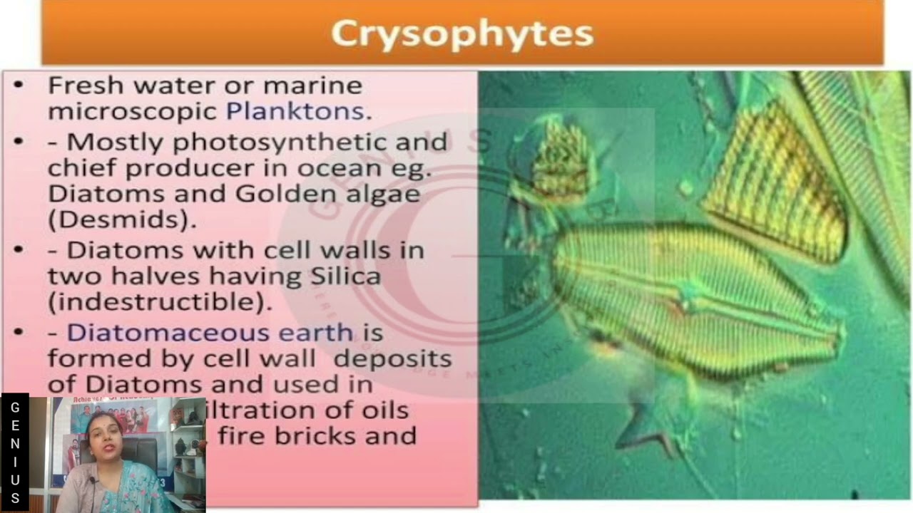 Chrysophytes Explained | Diatoms & Golden Algae | Kingdom Protista | Biology