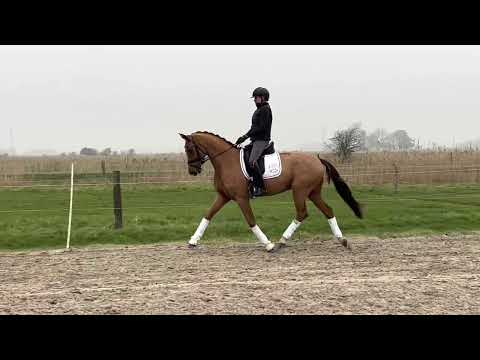 4 jähriger Wallach von Vitalis x for romance