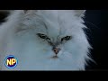 Meeting Snowbell The Cat Stuart Little 1999 Now Playing