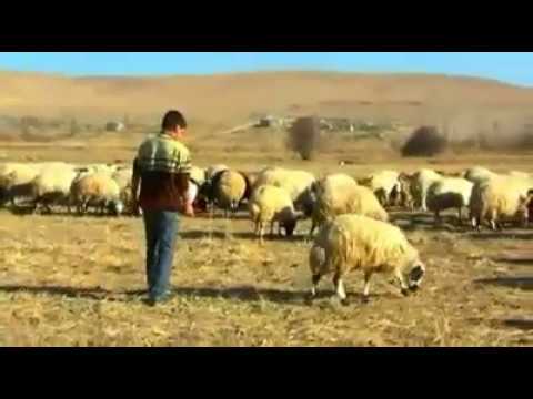 Mehmet Köse - Dılem loy loy