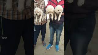 preview picture of video 'Good quality Labrador'