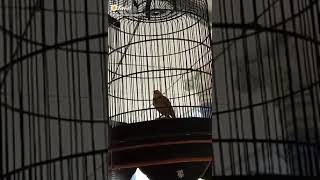 Download lagu Mongolia Lark Caliandra mp3