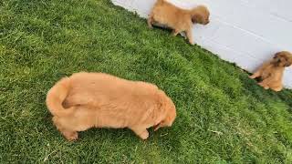 Video preview image #1 Golden Retriever Puppy For Sale in OXFORD, PA, USA