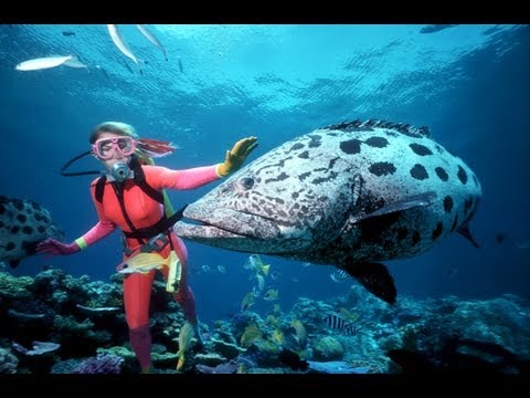 La grande barrière de corail - Australie