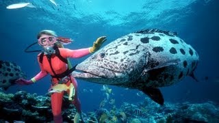 La grande barrière de corail - Australie