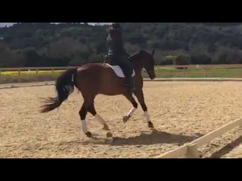 Sandro Dressage