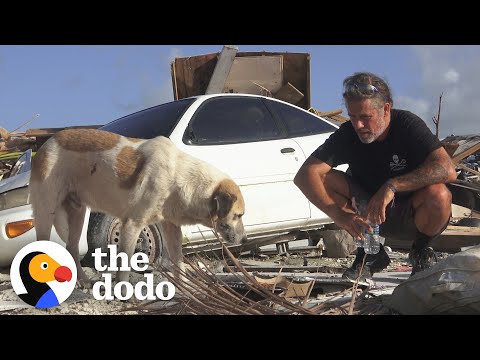 Meet the Man Who Rescues Animals From Disaster Sites