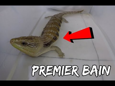 MON GROS LEZARD prend son PREMIER BAIN