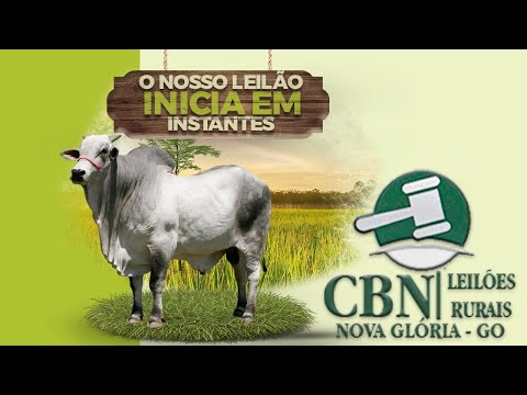 Leilão Gado de Corte -  CBN Leilões - 19/02/2024 | Leilão Ao Vivo - Leilão de Gado (ARREMATE)