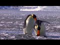NOOT NOOT! - Pingu in Real Life