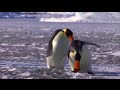 NOOT NOOT Pingu In Real Life