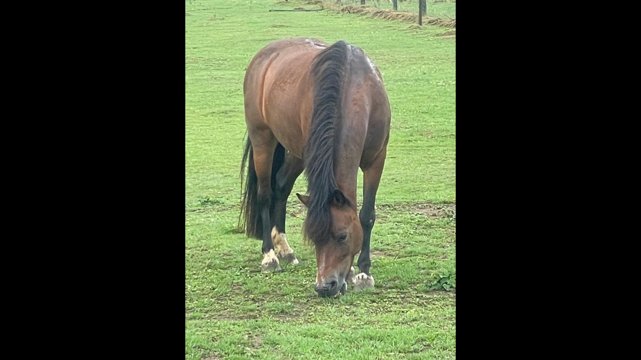 Iesehof Dulce (BREENAKKERS JULIUS x RIAN'S THUNDER) video 4