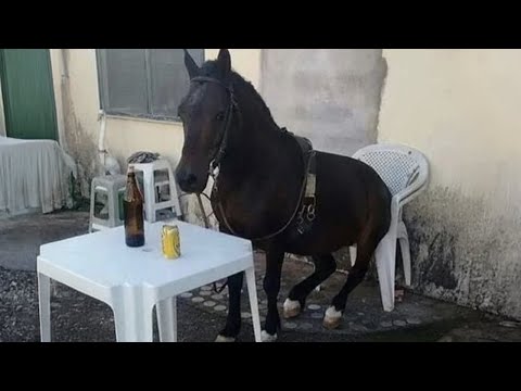 Les moments drôles des chevaux qui vous laisseront pantois !