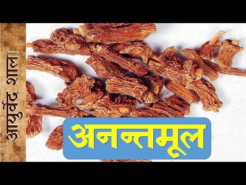 download lagu mp3 mp4 Anantmool Powder Benefits, download lagu Anantmool Powder Benefits gratis, unduh video klip Anantmool Powder Benefits