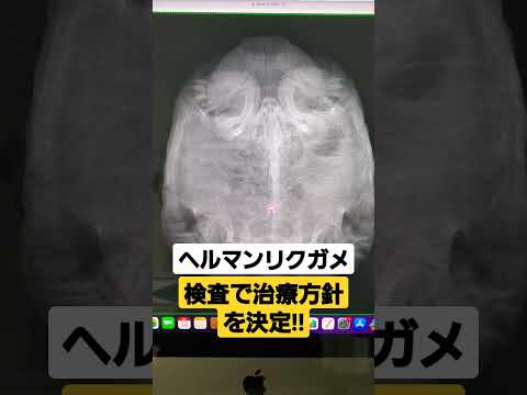 IUCN分類における絶滅の危険性を示す図。