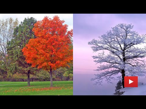 Beautiful trees in the world || images || nature beauty