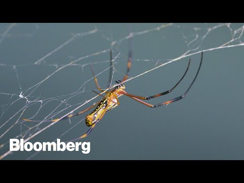 リアルライフ・スパイダーマン (The Real Life Spider-Men)