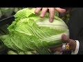 Tip Of The Day Napa Cabbage