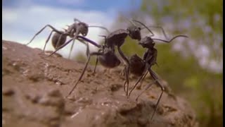 Ants - Attenborough: Life in the Undergrowth - BBC