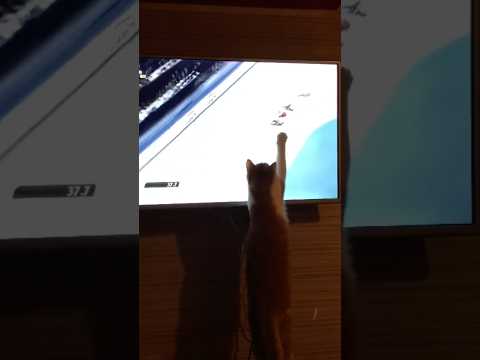 Dogs and cats are always cute and adorable 🥰 #cat #cutecat #dogshorts #shorts #bordercollie #shiba