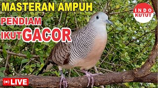 Download lagu suara burung Perkutut Lokal Gacor dari alam liar paling manjur buat masteran mp3 Download lagu suara burung Perkutut Lokal Gacor dari alam liar paling manjur buat masteran mp3