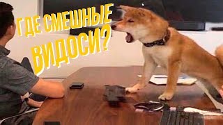 Я РЖАЛ ПОЛЧАСА. Смешные Коты и Собаки. ПРИКОЛЫ С ЖИВОТНЫМИ 3.0