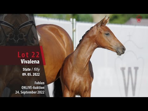 ONLIVE-Auktion Lot  22 Vivalena Stute v. Vivaldos - Lyjanero