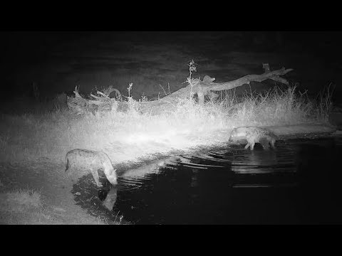 Djuma: Hyenas checking out what is left of Buffalo carcass-Pt:2 - 20:00 - 08/04/19